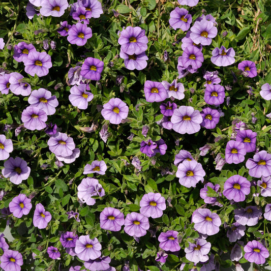 Calibrachoa Light Blue Basket Plants