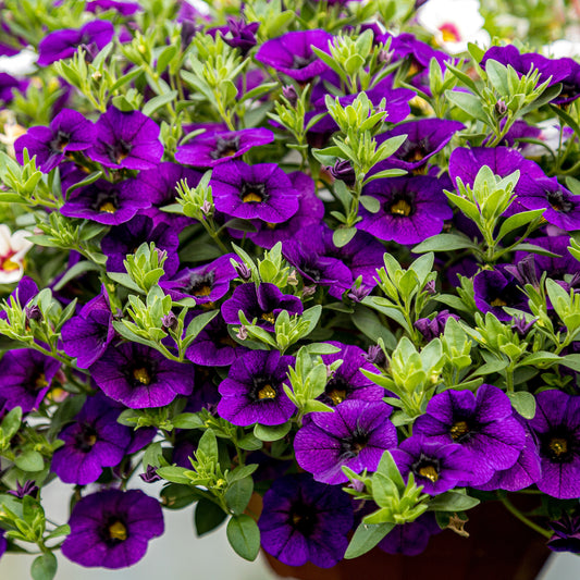 Calibrachoa Purple Basket Plants