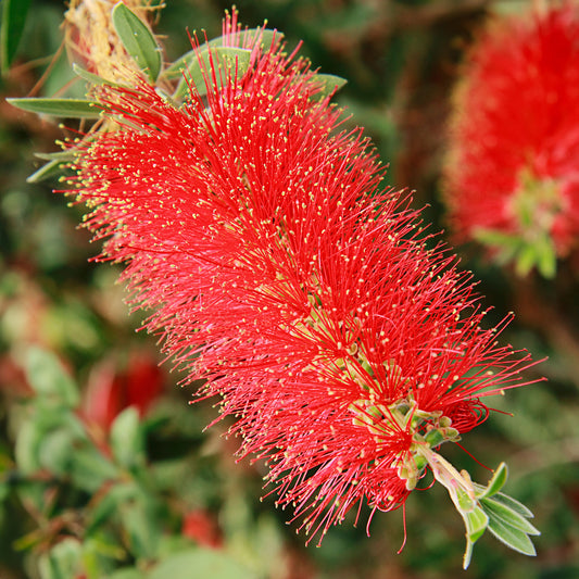 Callistemon 'Amarette'