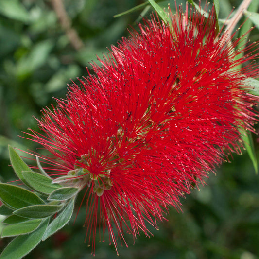 Callistemon 'Inferno'