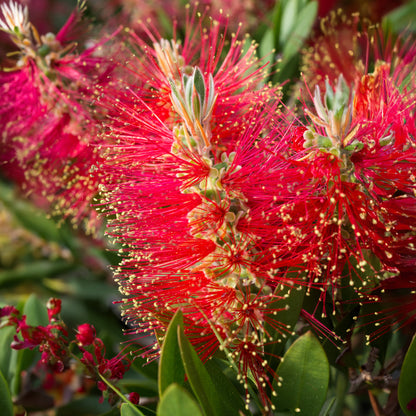 Callistemon laevis Patio Tree | Bottlebrush Tree – Gardeners Dream