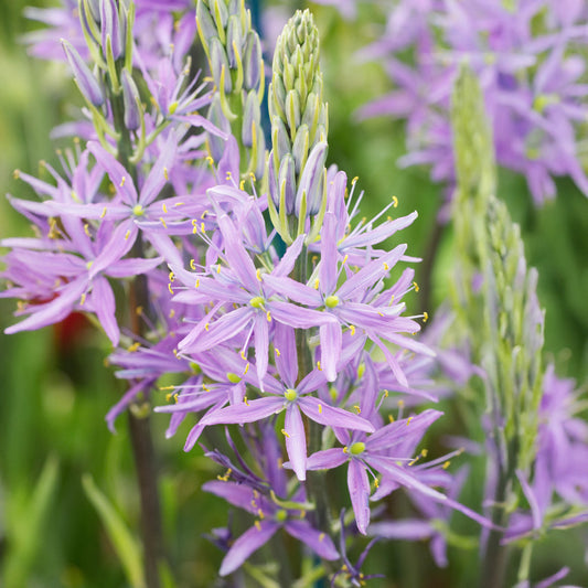 Camassia 'Aurora'