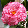 Camellia 'William Bartlett'