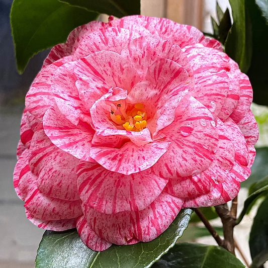 Camellia 'William Bartlett'