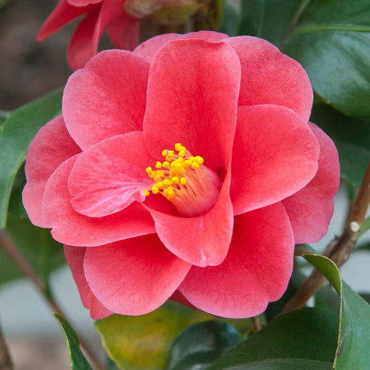 Camellia 'Mary Williams'