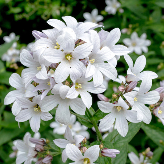 Campanula 'Alba'