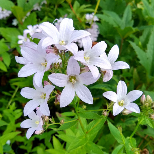 Campanula 'Loddon Anna'