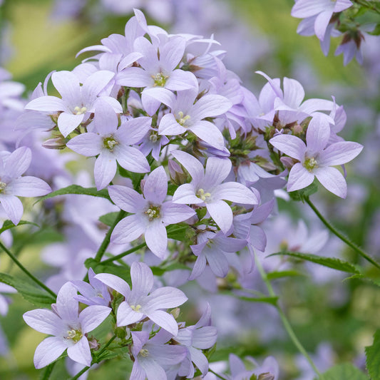 Campanula 'Prichard's Variety'