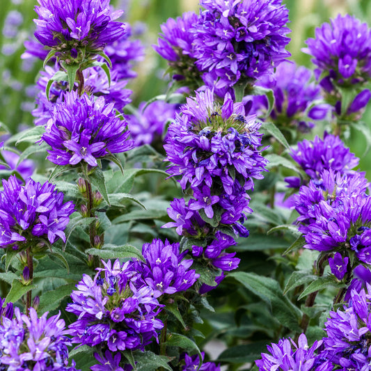 Campanula 'Superba'