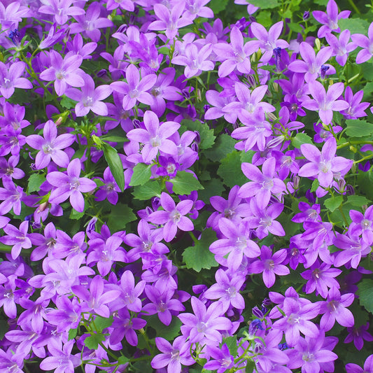 Campanula portenschlagiana