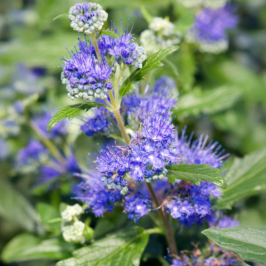 Caryopteris 'Grand Bleu'