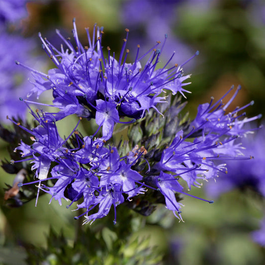 Caryopteris 'Kew Blue'