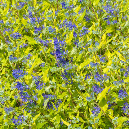 Caryopteris 'Worcester Gold' | Bluebeard – Gardeners Dream