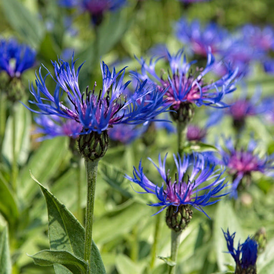 Centaurea montana