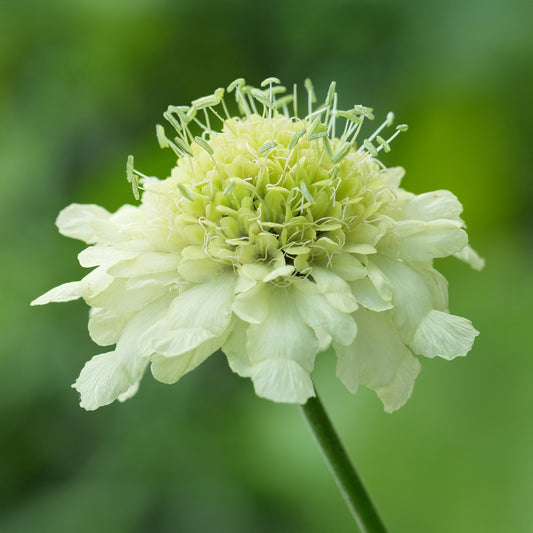 Cephalaria gigantea