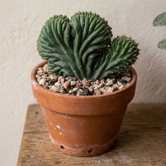 Cereus jamacaru 'Cristata'