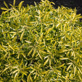 Choisya 'Aztec Gold'