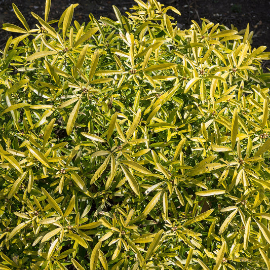 Choisya 'Aztec Gold'