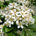 Choisya ternata