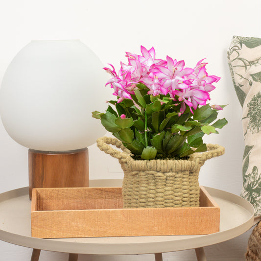 Pink Christmas Cactus