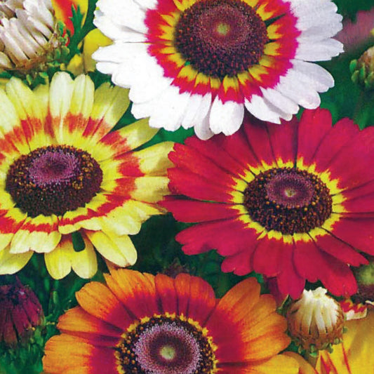 Chrysanthemum 'Rainbow'
