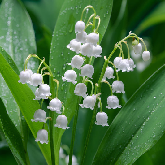 Convallaria majalis