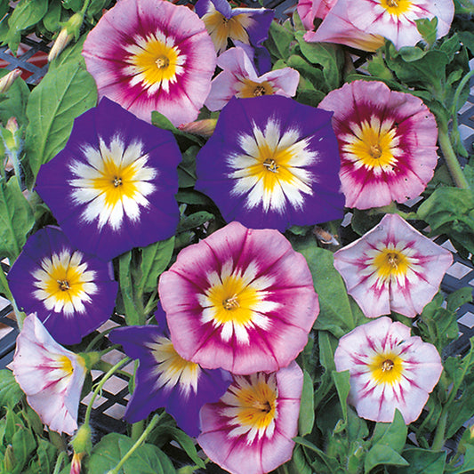 Convolvulus Tricolour