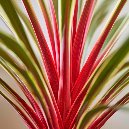 Cordyline 'Magic Star'