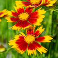 Coreopsis 'UpTick Red'