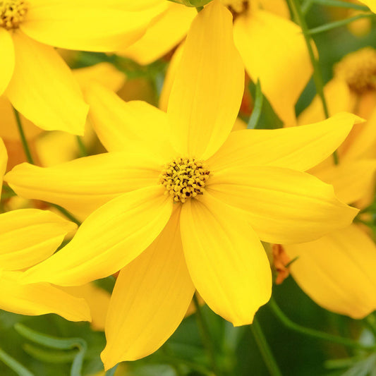 Coreopsis 'Grandiflora'