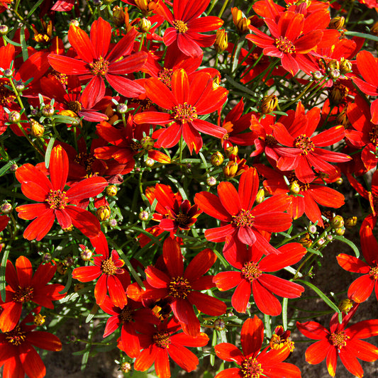 Coreopsis 'Ladybird'