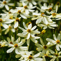 Coreopsis 'Moonbeam'