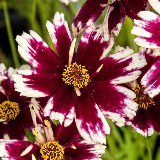 Coreopsis 'Ruby Frost'