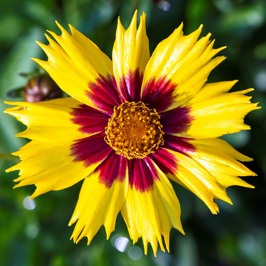 Coreopsis 'Sunkiss'