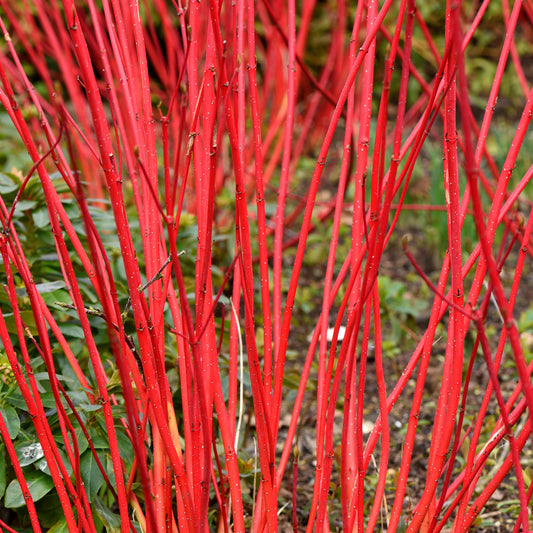 Cornus 'Sibirica'