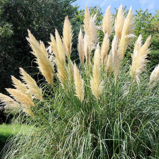 Cortaderia selloana 'Tiny Pampa'