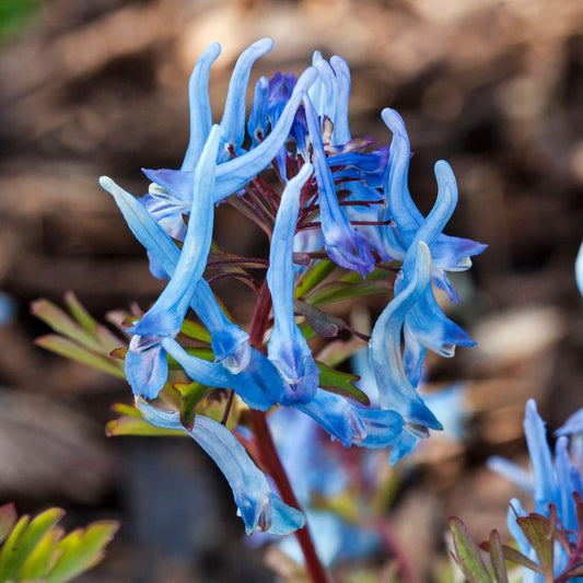 Corydalis 'China Blue'