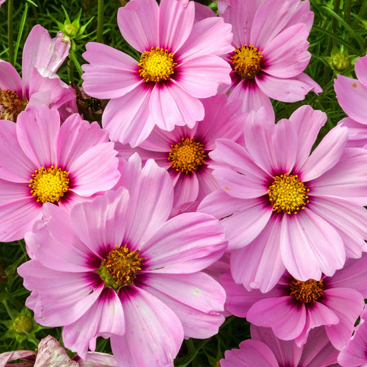 Cosmos Pink Blush Bedding Plants