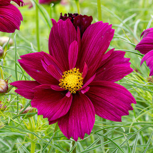 Cosmos Purple Shades Bedding Plants