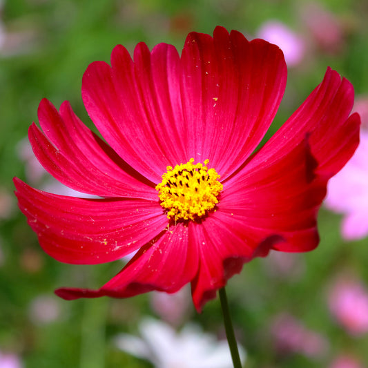 Cosmos Red Bedding Plants