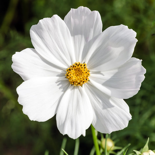 Cosmos White Bedding Plants