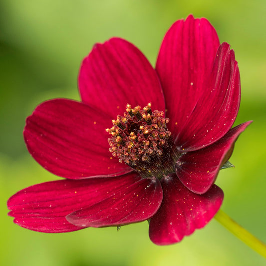 Cosmos atrosanguineus