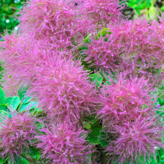 Cotinus 'Smokey Joe'