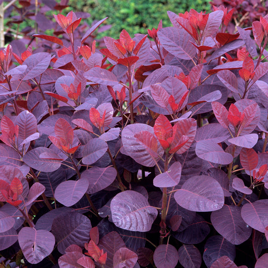 Cotinus 'Royal Purple'