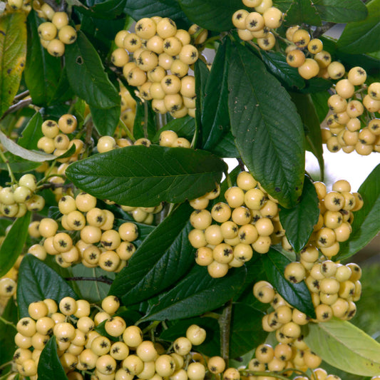 Cotoneaster 'Rothschildianus'
