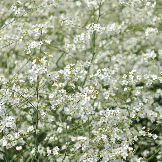 Crambe cordifolia
