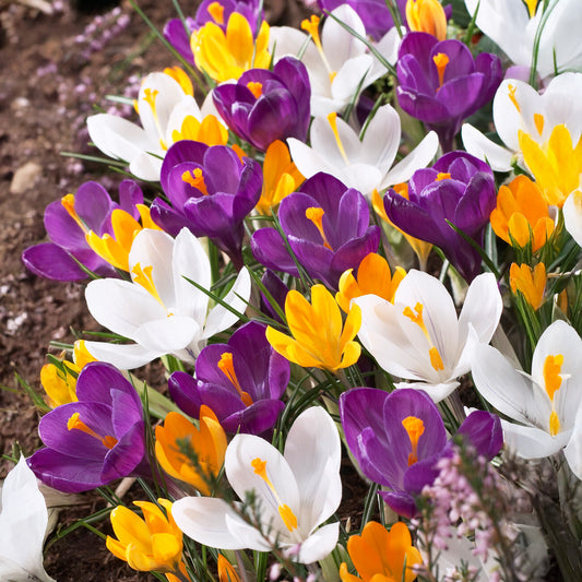 Crocus Large Flowered Garden Mix