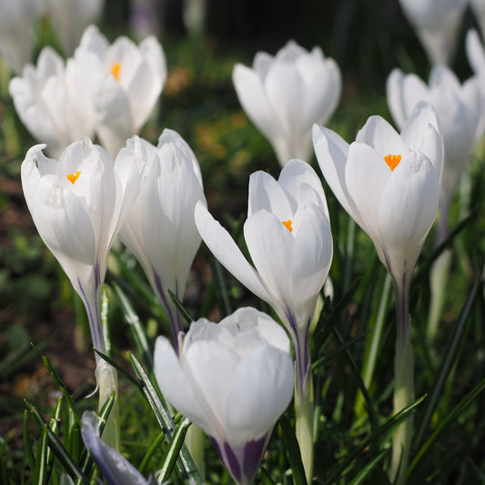 Crocus 'Jeanne d'Arc'