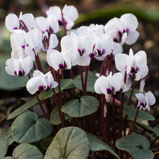 Cyclamen 'Album'