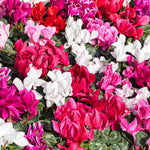 Cyclamen Carry Pack Mix